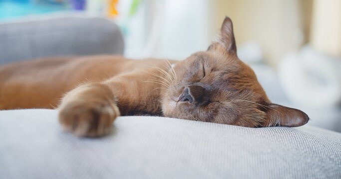 A cat is sleeping on a couch. The cat is brown and has a relaxed expression. The couch is covered in a white blanket