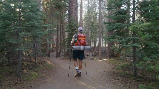 Male hiker with backpack and trekking poles inviting to take a walk in a forest thicket, sunbeams breaking through massive dense coniferous trees, summer. High quality 4k footage