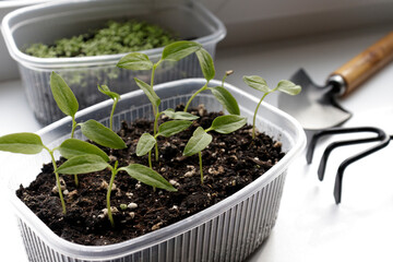 Young seedlings in various containers on the windowsill