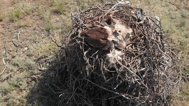Kalmykia, Black Lands reserve. Chick in the nest of a steppe eagle.