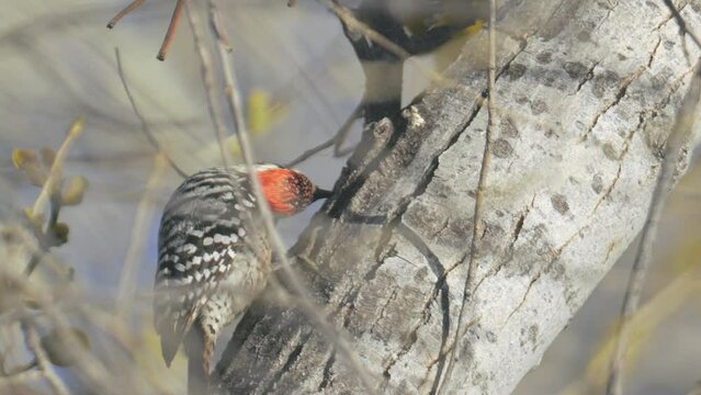 Ladder Backed Woodpecker Eating Grubs from a Tree Slow Motion