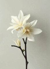 vanilla flower minimalistic modern .Generative AI