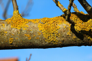 The lichen Xanthoria parietina grows on the bark of a tree.