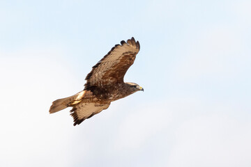 Steppe Buzzard or Common Buzzard (Buteo buteo vulpinus) in flight, Western Cape, South Africa