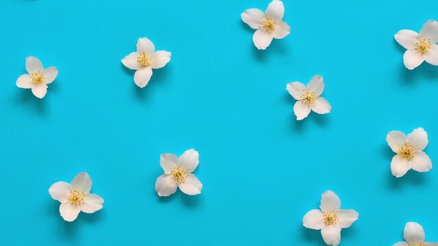 Camera moving through Jasmine flowers pattern. Top view flat lay video flower pattern. Floral pattern on bright turquoise background.