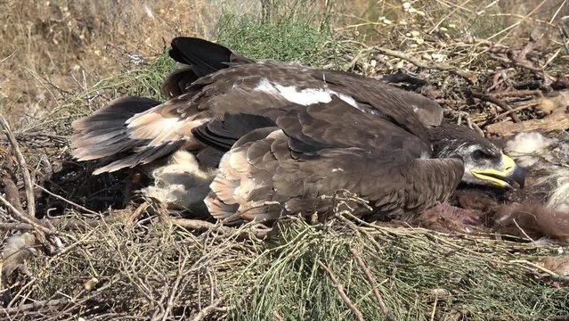 Kalmykia, Black Lands reserve. Eagle chick.
