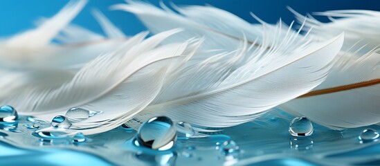 Feathers and water drops on blue background,