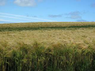 Fields near Sandend - Aberdeenshire - Scotland - UK