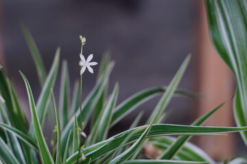 Fresh Foliage Background, green leaf texture; colorful leaves abstract backdrop. closeup nature view of green leaf background. Flat lay, dark nature concept. abstract green leaf texture
