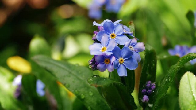 Forget me not flowers in full bloom on green foliage background