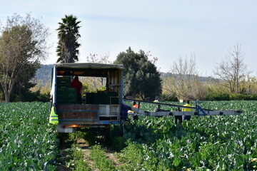 harvesting of cauliflower on the land neart town Tortosa in Spain