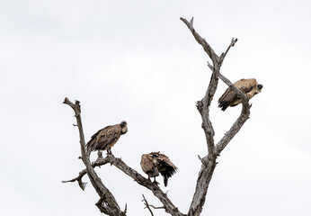 Three 3 birds White-backed African vulture on dry branch against a white sky background. Kruger...