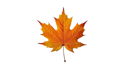 Naklejka na ściany i meble maple leaf isolated on a transparent background. autumn maple leaf 