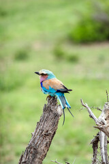 European roller colorful Bird on dry branch, green background. South Africa, Kruger National Park safari. small bird blue pink orange color. Wildlife animal wallpaper. Common Roller, Coracias garrulus