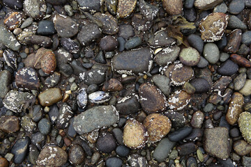 Pebbles on the shore - Newtown - Inveraray -  Royal Burgh - Argyll and Bute - Scotland - UK