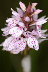 Close-up of heath spotted orchid - Dactylorhiza maculata