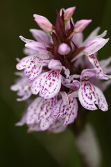Close-up of heath spotted orchid - Dactylorhiza maculata