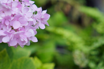 Background of blooming flowers. closeup nature view of green leaf and palms background. Flat lay, dark nature concept. abstract green leaf texture