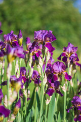 Purple iris flowers in full bloom on sunny day