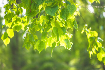 Fototapeta na wymiar Fresh green leaves of lime tree or tilia on sunny summer day; natural background
