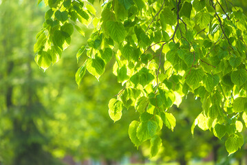 Fototapeta na wymiar Fresh green leaves on a sunny day; close up, selective focus