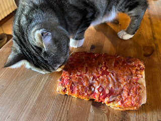 gatto che mangia la pizza, cat eating pizza - 767317629