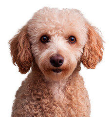 Poodle Dog portrait isolated on transparent background. AI Generative