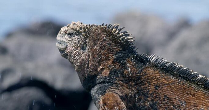Marine iguana sneezing out salt from its nostrils.