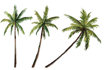 coconut tree Tropical palm tree with coconuts against hand drawn on transparent background, perfect for summer vibes and beach-themed designs watercolor summer © 7nov.studio