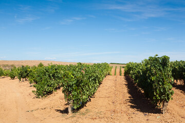 Vineyards landscape from Duero viticulture area, Spain - obrazy, fototapety, plakaty