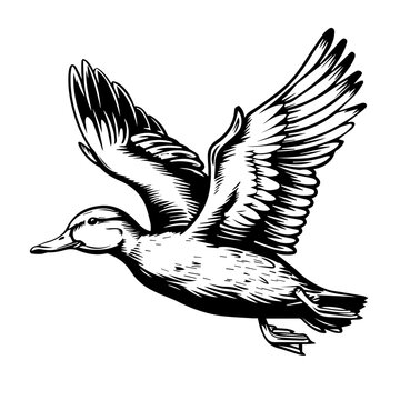 Black and White Duck Vector
