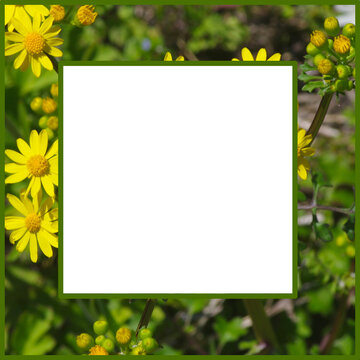 Square yellow daisy framed closeup with centered square cutout for text, graphic or photo 