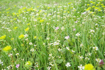 Erodium cicutarium, storks-bill, redstem filaree, redstem stork bill or pinweed Geraniaceae....