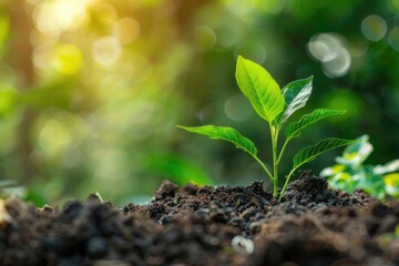 Green plant growing in soil with green nature background. Renewable eco energy concept