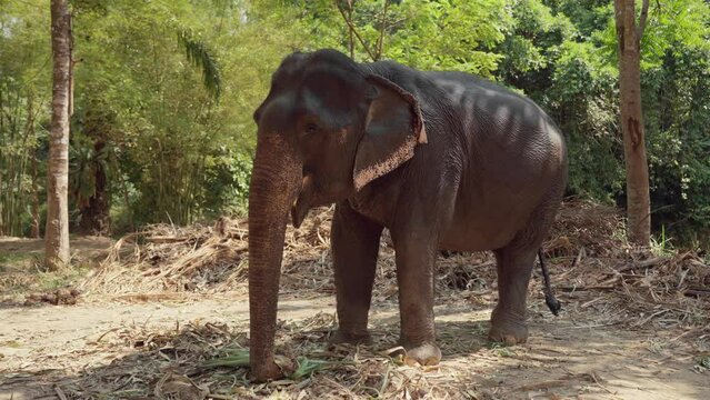 Elephant eats reeds in national park. Elephant farm for tourists in Thailand, elephant eating grass in the forest. Wild nature, wildlife, animals in natural jungle environment, tourism concept.