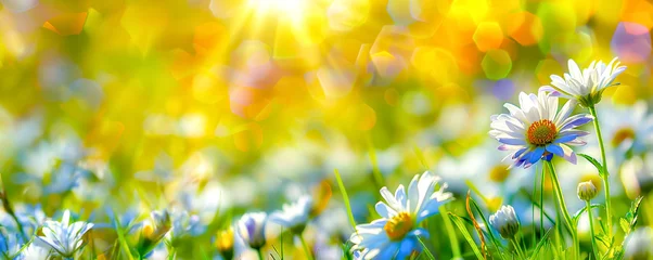 Poster Flowers landscape of dew-covered daisies. Springtime or summer nature scene. Daisies meadow © Svetlana Kolpakova