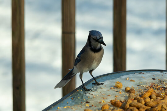 This beautiful blue jay came to the glass table for some food. The pretty bird is surround by peanuts. This is such a cold toned image. Snow on the ground and blue colors all around.