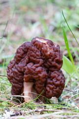 The brain mushroom is delicious when properly processed, but otherwise it is poisonous