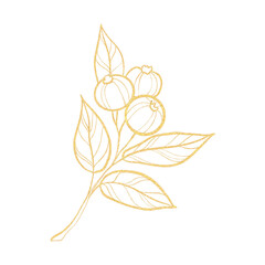Gold outline clipart with blueberries isolated