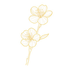 Gold outline illustration with spring sakura flower
