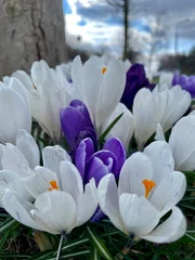 Fotobehang Krokus crocus flowers in the garden  © Liliya