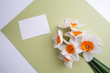 Daffodil flowers on a colored background. Place for text. Flower card. Congratulations on the holiday. Women's or Mother's Day