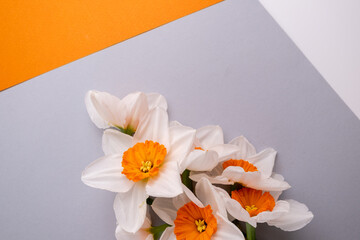 Daffodil flowers on a colored background. Place for text. Flower card. Congratulations on the holiday. Women's or Mother's Day