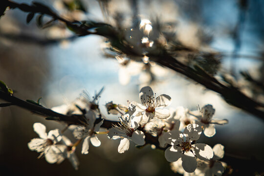 spring blossom in spring