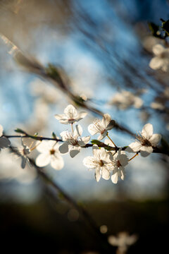 spring blossom in spring