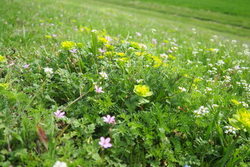 Erodium cicutarium, storks-bill, redstem filaree, redstem stork bill or pinweed Geraniaceae....