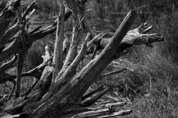 Lido di Dante, Foce dei Fiumi Uniti