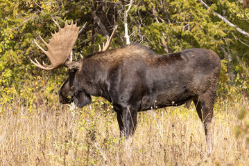 Bull Shiras Moose in the Rut in Autumn in Wyoming
