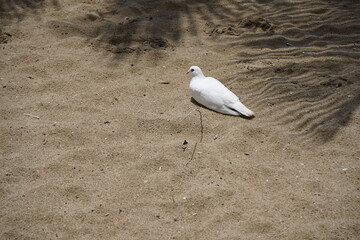 Snow-white dove (Columbidae) on Iracema beach. Fortaleza - Ceara, Brazil.