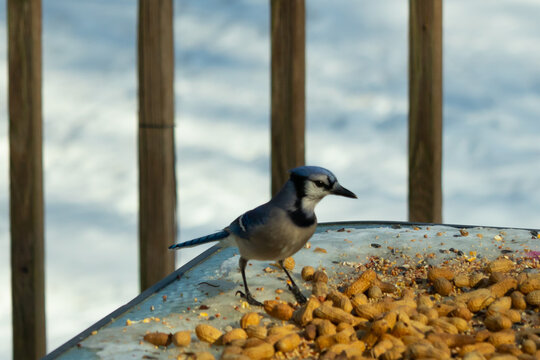 This beautiful blue jay came to the glass table for some food. The pretty bird is surround by peanuts. This is such a cold toned image. Snow on the ground and blue colors all around.